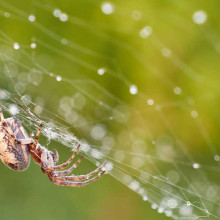 Bionik: Hygroskopischer Klebstoff aus dem Netz der Spinne