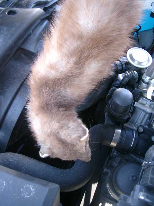 Marder Auto