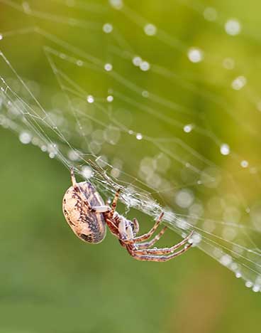 Klebstoff Spinne